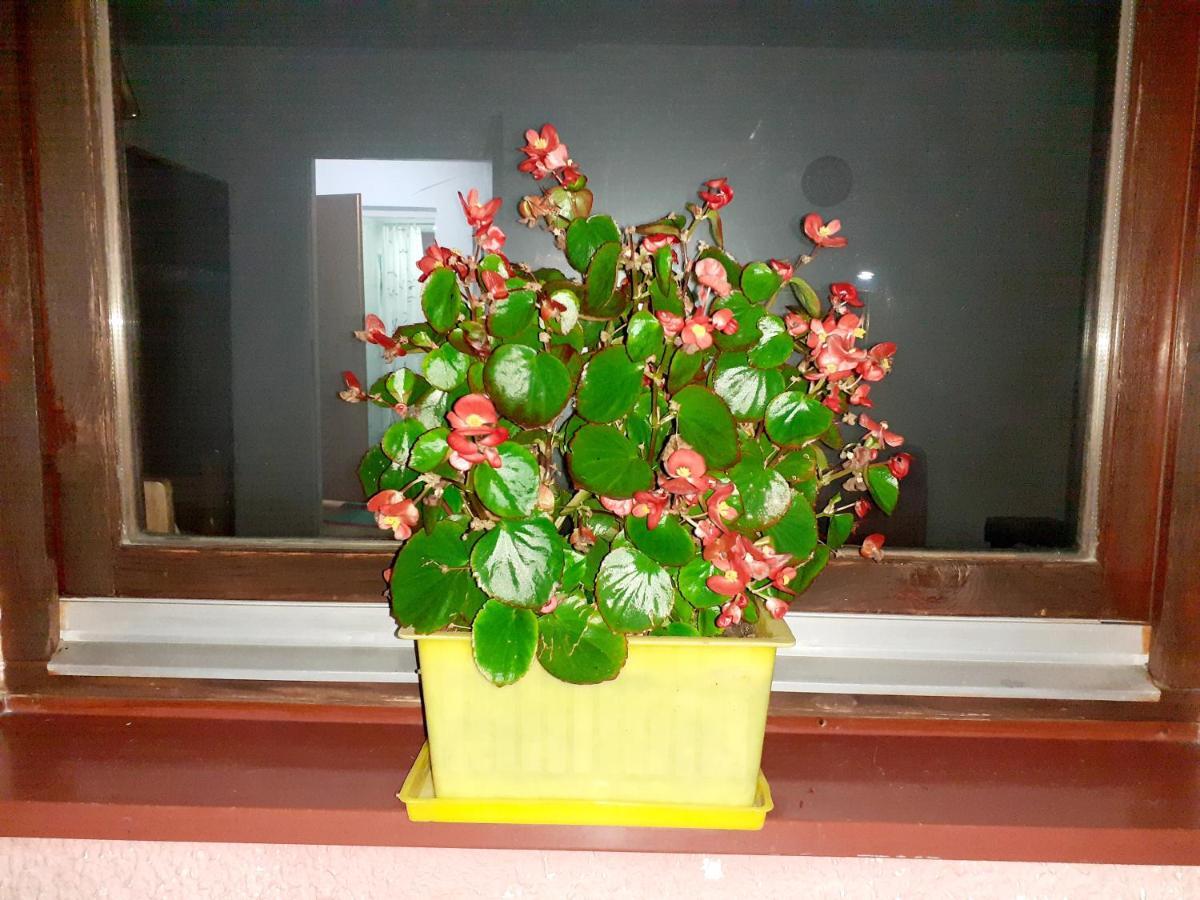 Obiteljski Apartman Borovi Visoko Extérieur photo