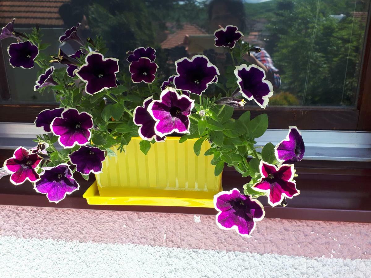 Obiteljski Apartman Borovi Visoko Extérieur photo